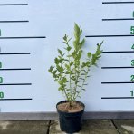 Čučoriedka kanadská (Vaccinium corymbosum) ´DUKE´ – skorá 50-70 cm, kont. C2L 